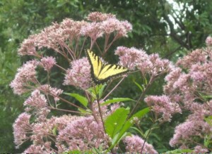 One of my all-time favorites, (butterflies, too) little Joepye weed
