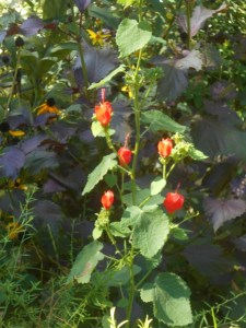 Turks cap and perilla hopped into the bed, so they stayed