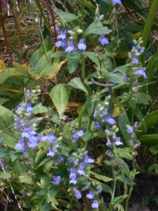 A bushy plant, courtesy of a deer pincher