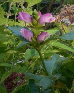 A stunner fighting for territory against Goliaths of the garden
