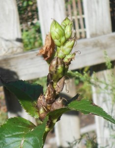 Turtlehead seed pods develop in the order of bloom, from bottom to top
