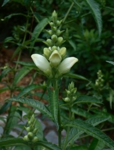 White turtlehead, (chelone glabra) a newcomer to the garden loves the moist spot it's in