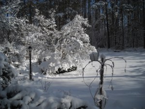 Stems of native wisteria, foreground looks like umbrella spokes