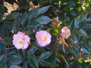 Camellia japonica 'Berenice Boddy'