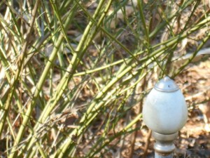 Kerria japonica 'Pleniflora'