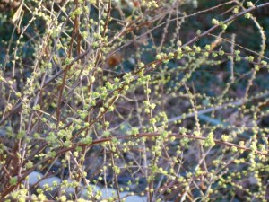 Spiraea thunbergii 'Ogon'