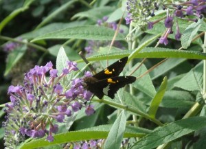 Yes, even the non-native butterfly bush (this one a dwarf) attracts pollinators