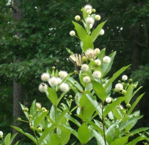 Buttonbush,in our ditch garden, is another good-bug magnet, likes moist places