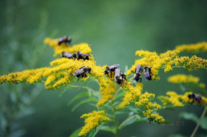 Pollinators having a field day on our goldenrod