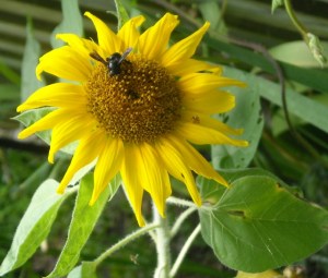 We've been encouraging native plants, this sunflower came from a seed our grandson gave us