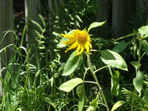 Even when she'd down and out, pollen still bristles on her disc flowers, so I'm not so quick to deadhead 