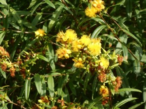 Native St. Johnswort, grows easily from seed. Flowers are buttons, not large like non-native types. Seed pods tend to hang on
