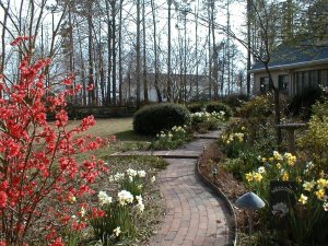 Quince and daffodils light up our path in March