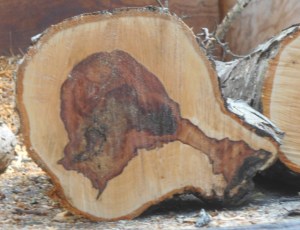 Tthe disease travelled from an old wound