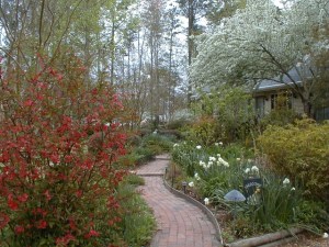 Setting the stage for quince and daffocils