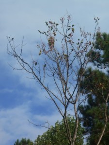 Signs of failure: sparse berries, sparse leaves