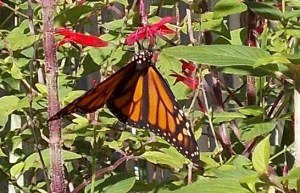 Acrobatics at the diner