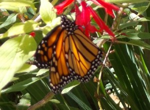 Which one is which? Three females in the garden in November