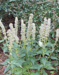 Agastache 'Good Fortune." I challenge you to find the blooms