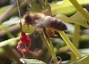 A busy moment for this bee, though she will take time to check out the spent bloom