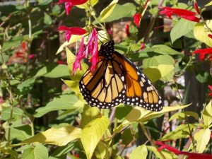Strong vein lines and lack of dark patch on hind wings indicate a female