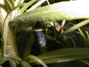 Chrysalis is darkened by the monarch's body, its god buttons shine, as, the butterfly prepares to emerge 