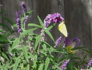 Sages are favorites of sulphurs. This one on Mexican sage, half hardy in our heavy, zone 8 soil