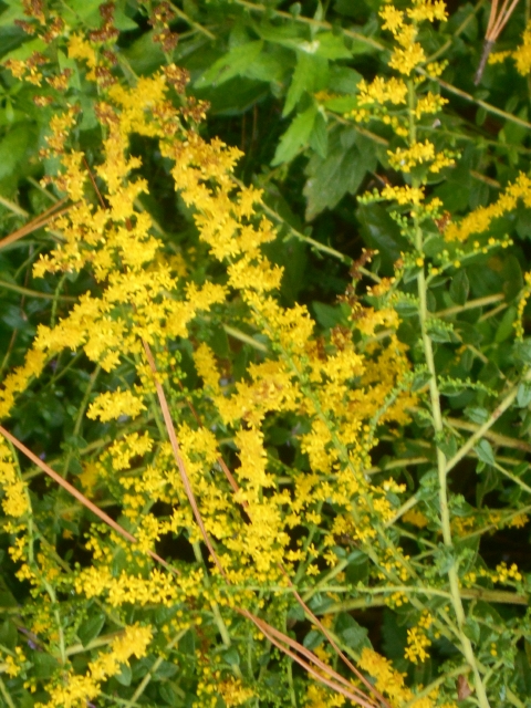 sumgongoldrod2