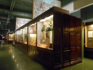 The patina of age and exploration and scholarship lies in these cabinets