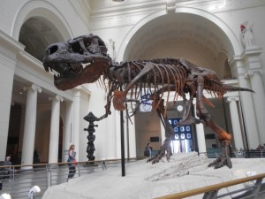 Say hello to Sue, who is 73 million years old but who died when she/he was 28.