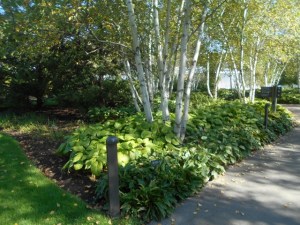 Birches along an allee
