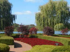 One view of many colorful chrysanthemum beds in the Esplanade