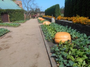 Pumpkins with marigolds