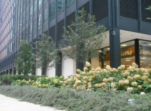 Curb appeal for skyscrapers: paniculata hydrangeas and cotoneaster