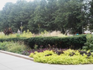 Evergreen hedges acts as foils for bright herbaceous plants
