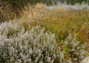 Billowing masses of wildlings