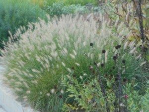 Fuzzy seed heads are foils for spikies and, pricklies elsewhere 