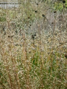 Seed snow with dark renegatdes