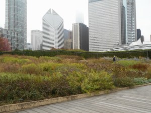 A prairie nudging skyscrapers. Note Ipe paths