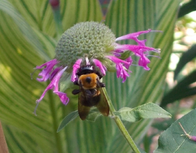 One of several bumblebees working the last of the monarda