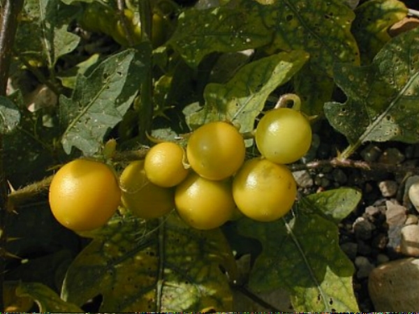 Pretty berries on horse nettle