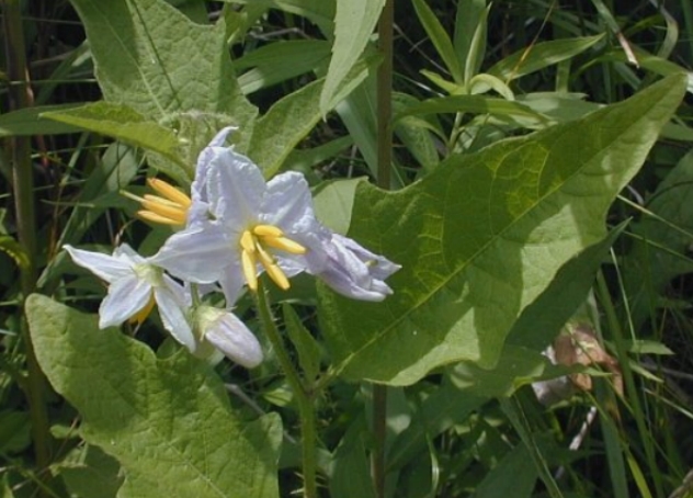 Solanum Horse Nettle