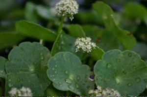 Pennywort, lover of moist southern gardens. Once you have it you never lose it