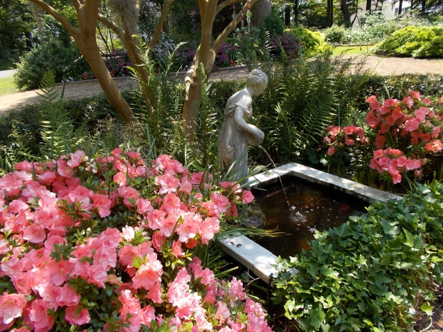 I could never forgetting planting these pink gump azaleas. Those on the left grew beautifully. Those on the right played dead a lot, so I wound up transplanting them 8 times before success