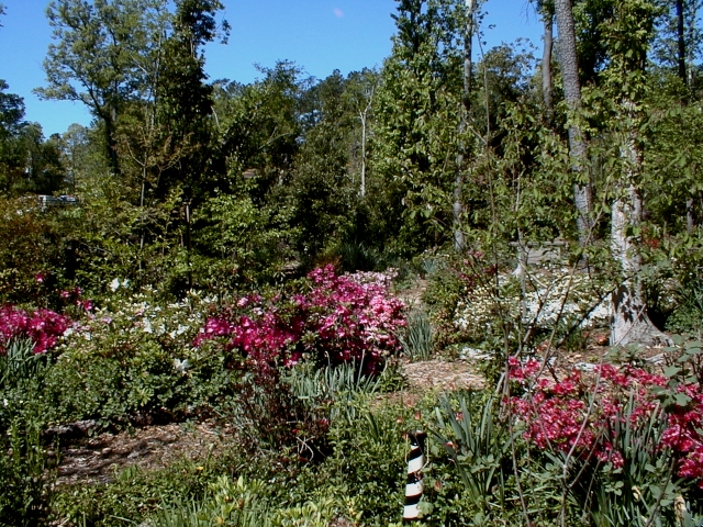 These azaleas were nestled snug in the shade until Hurricane Isabel swept through. They toughed it out in full sun until shade returned several years later