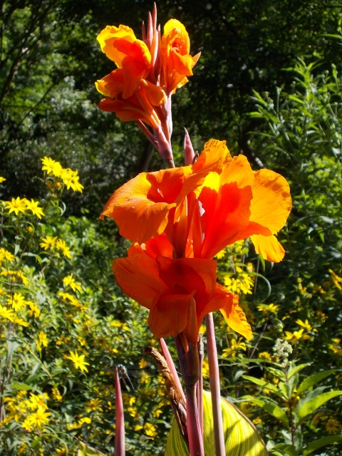 Canna 'Tropicana' wasn't always a standout. Leaf rollers decimated my cannas for years. Lately they are giving me a reprieve