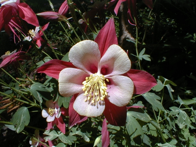 This columbine is an example of a plant I could have steped on accidentally. Fortunately, I didn't.