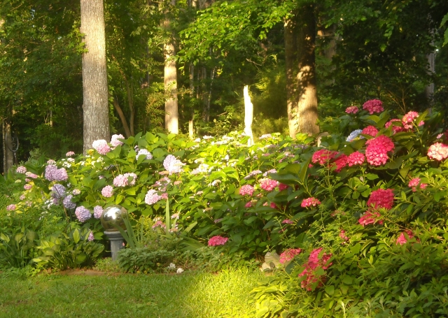 Surprise! This is the After from the sad bed above. Once established the hydrangeas have grown and bloomed wel