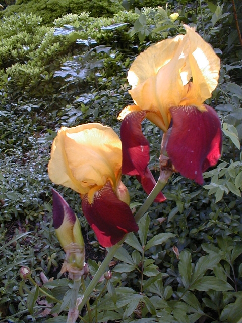 These came from a piece given to me by a motel owner in Cape May NJ where there is now a parking lot. I cried when herbicide applied by the power company drifted. I was thrilled when they bloomed many years later