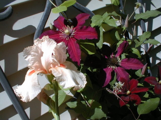 The famous peach iris! Such a grower, I gave pots of it away. And then I lost it. This is a daughter, now flourishing, from a friend's flourishing patch 